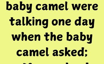 A mother and a baby camel were talking one day when the baby camel asked; ─ Mom, why do we have these huge three-toed feet? The mother replied;