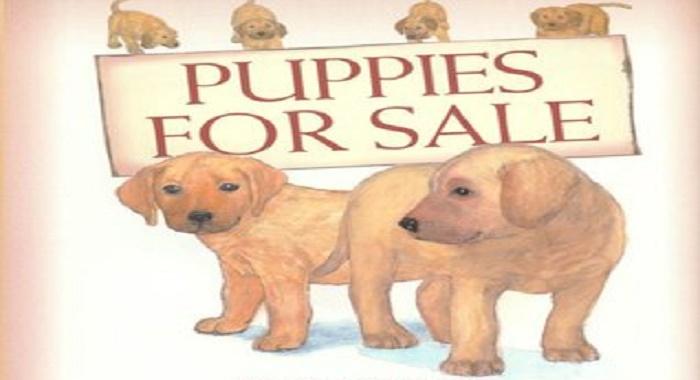 Puppies For Sale 2 - Puppies For Sale - Story