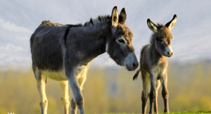 What Can We All Learn From The Donkey - Story ‣ What Can We All Learn From The Donkey?
