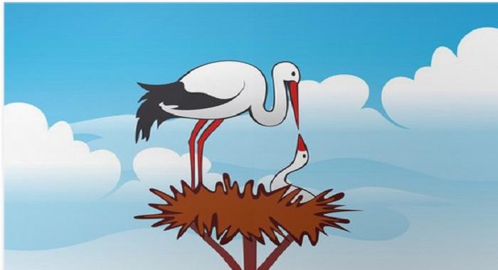 Stork Family - Funny Joke ‣ Stork Family