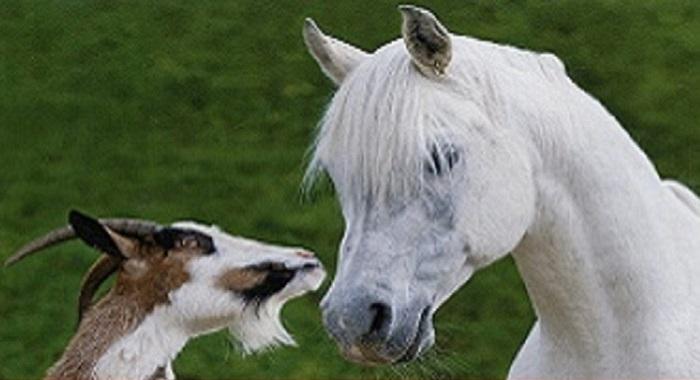 Goat Horse And Farmer - Story ‣ Goat, Horse And Farmer