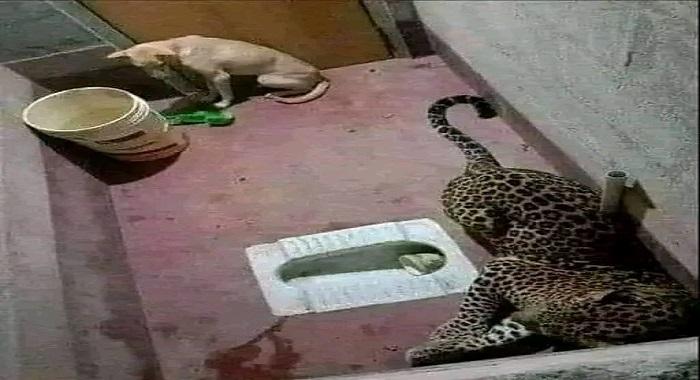 Leopard and Dog 1 - Leopard and Dog - Story